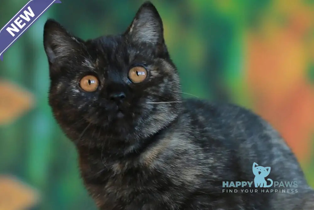 Ulysses British Shorthair female black tortie live animals