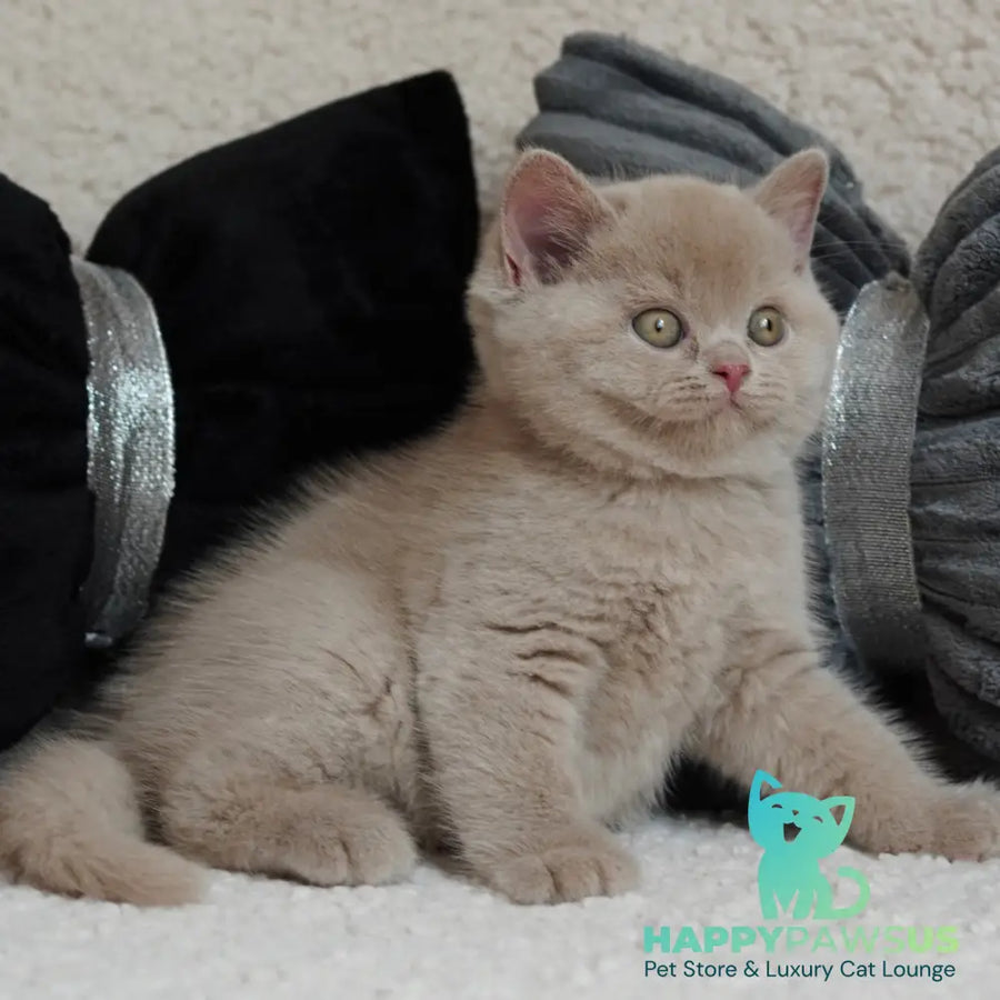 Ulysses British Shorthair male fawn - live animals