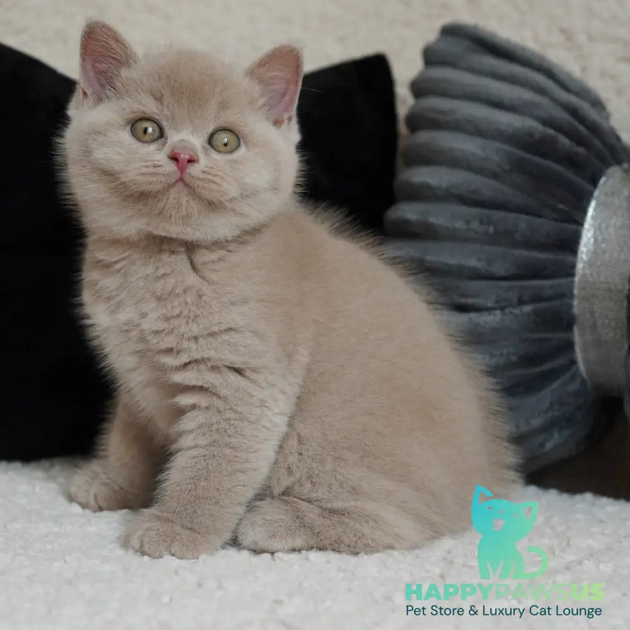 Ulysses British Shorthair male fawn - live animals