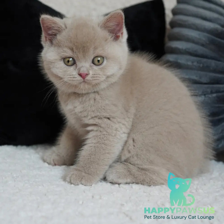 Ulysses British Shorthair male fawn - live animals