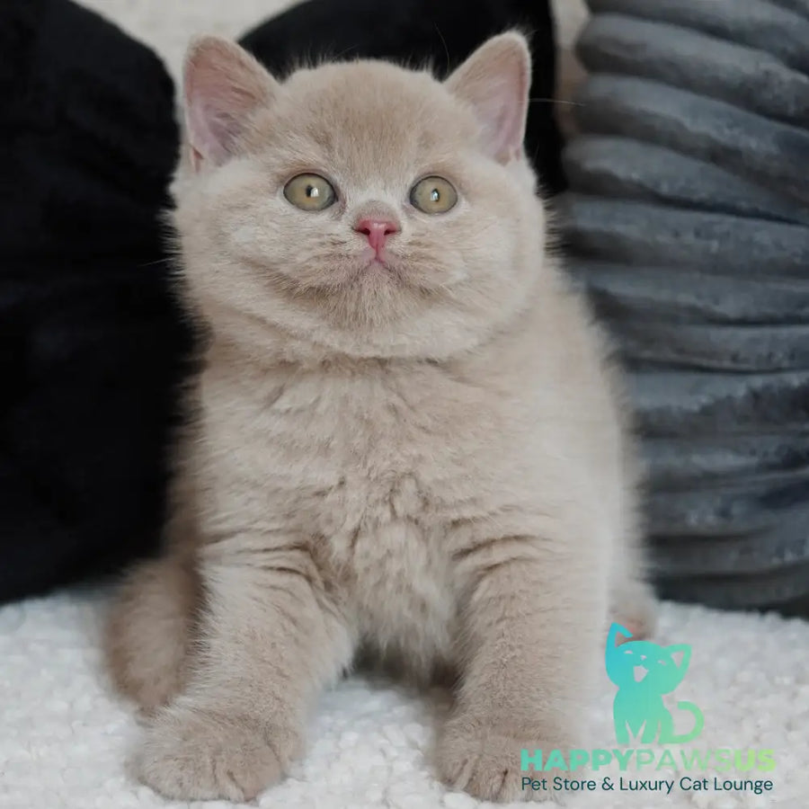 Ulysses British Shorthair male fawn - live animals