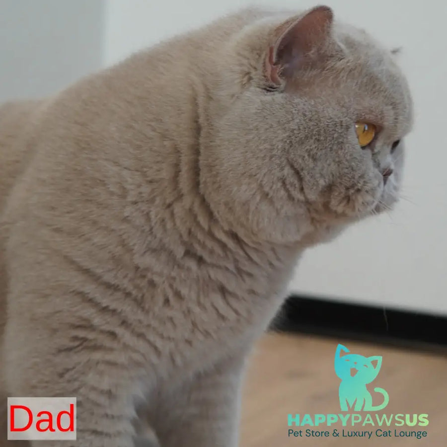 Ulysses British Shorthair male fawn - live animals
