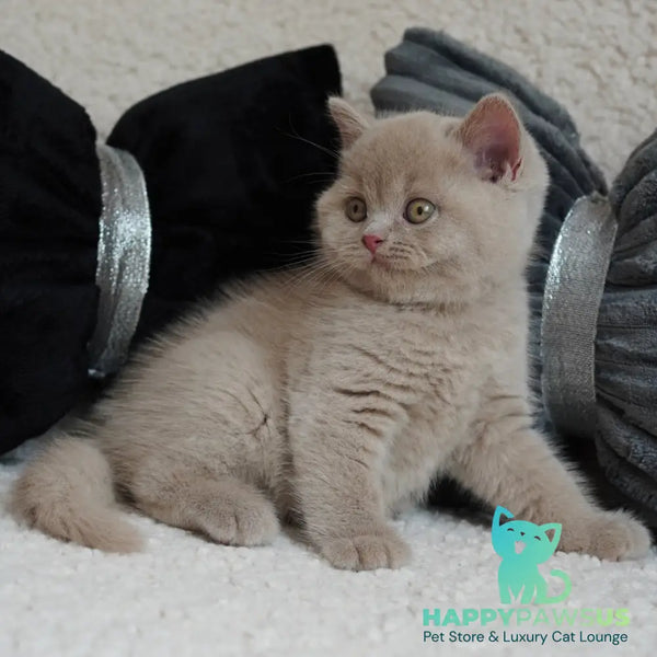 Ulysses British Shorthair male fawn - live animals