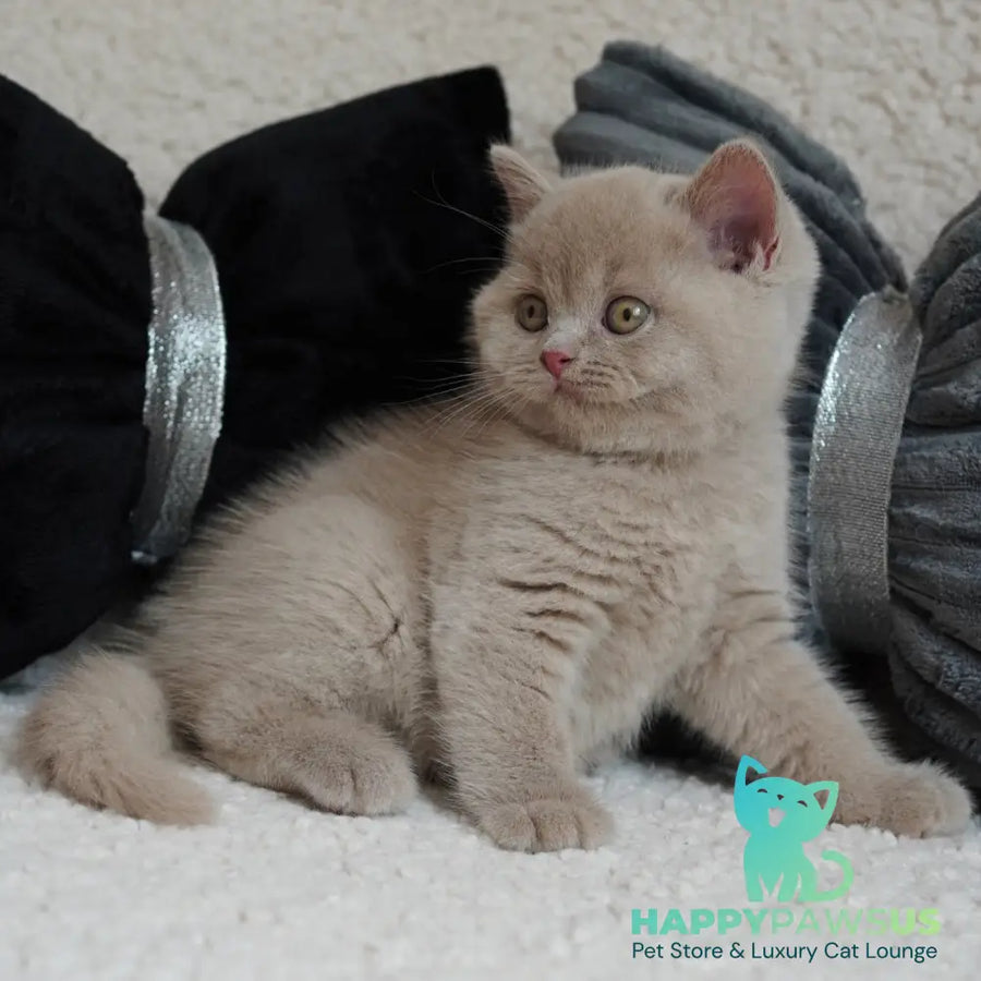 Ulysses British Shorthair male fawn - live animals