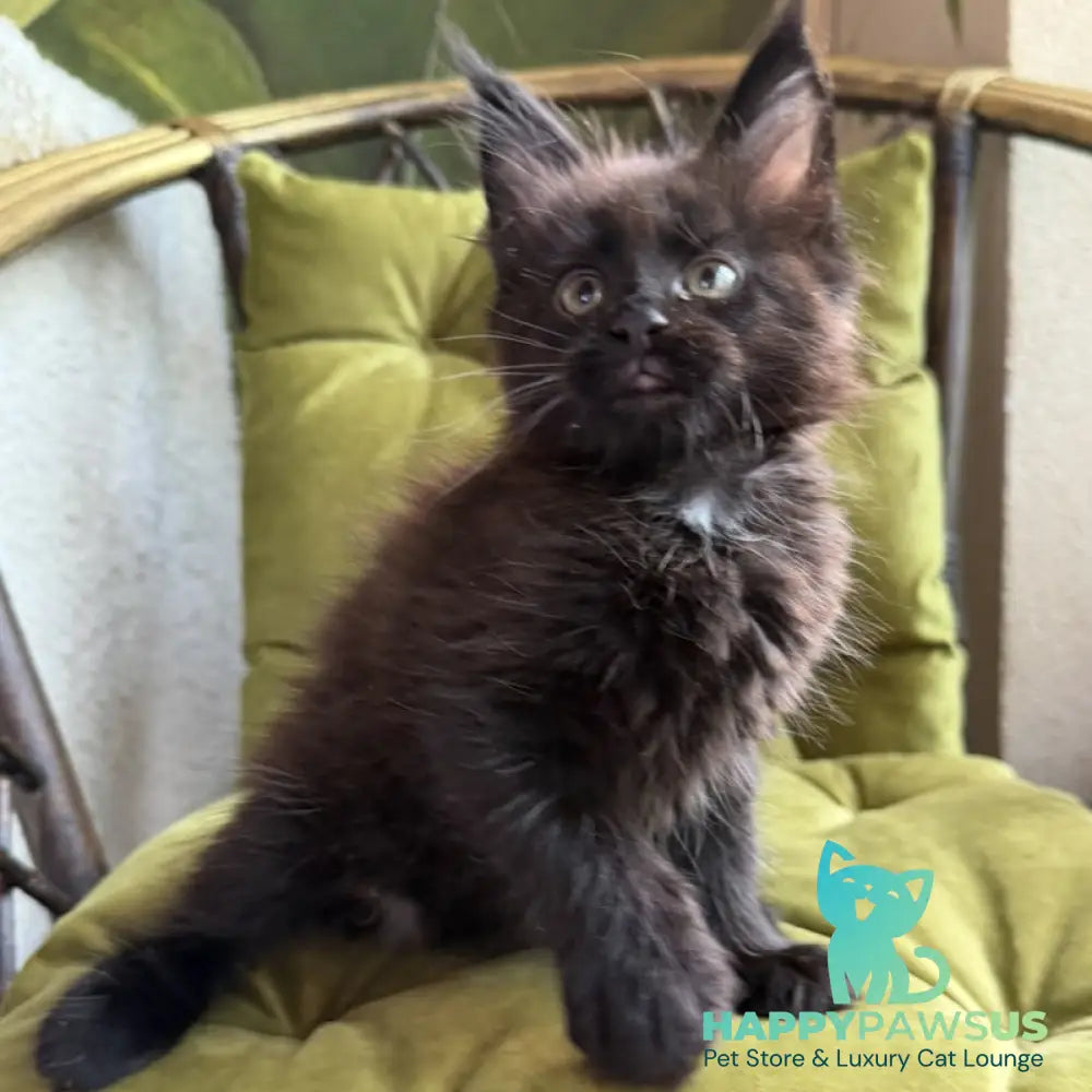 Ulz Maine Coon male black with white - live animals