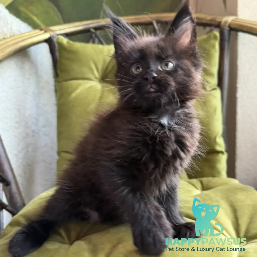 Ulz Maine Coon male black with white - live animals