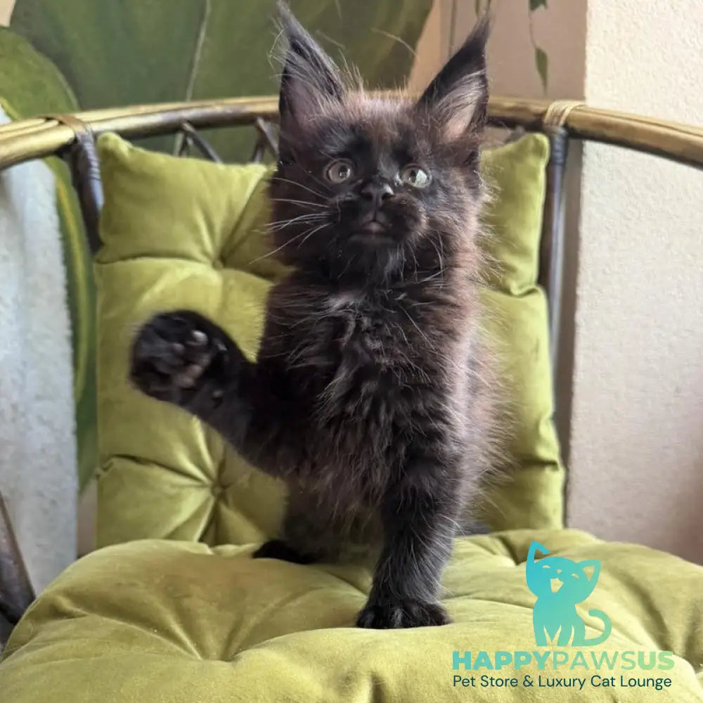 Ulz Maine Coon male black with white - live animals