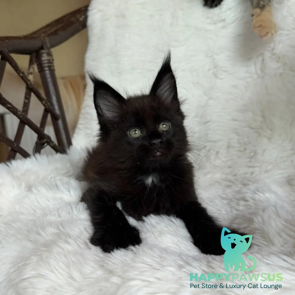 Ulz Maine Coon male black with white - live animals