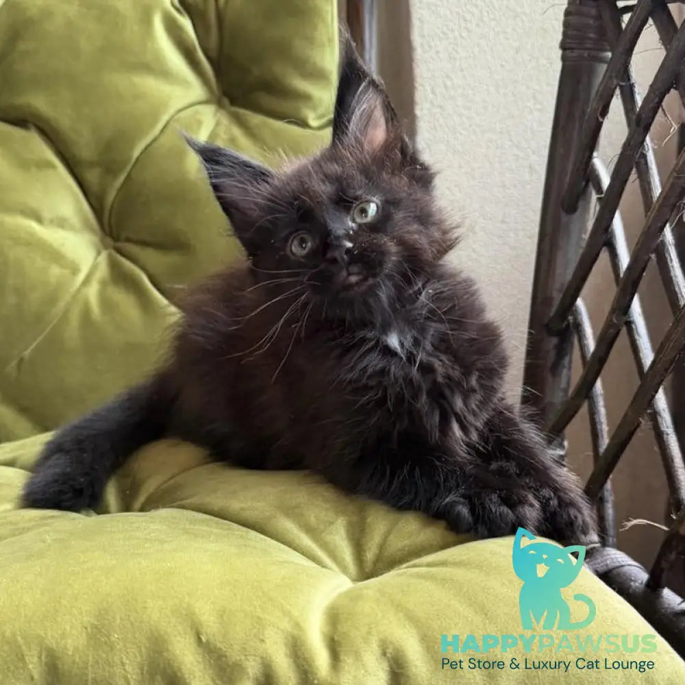 Ulz Maine Coon male black with white - live animals
