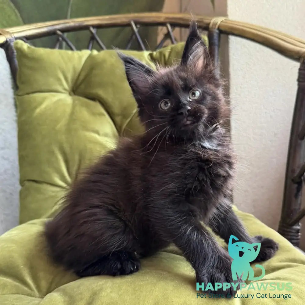 Ulz Maine Coon male black with white - live animals