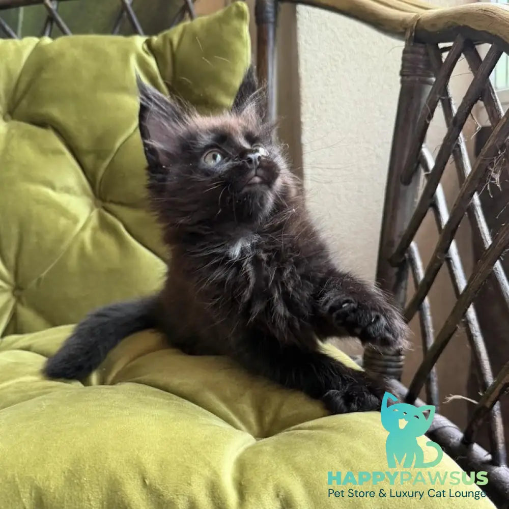 Ulz Maine Coon male black with white - live animals
