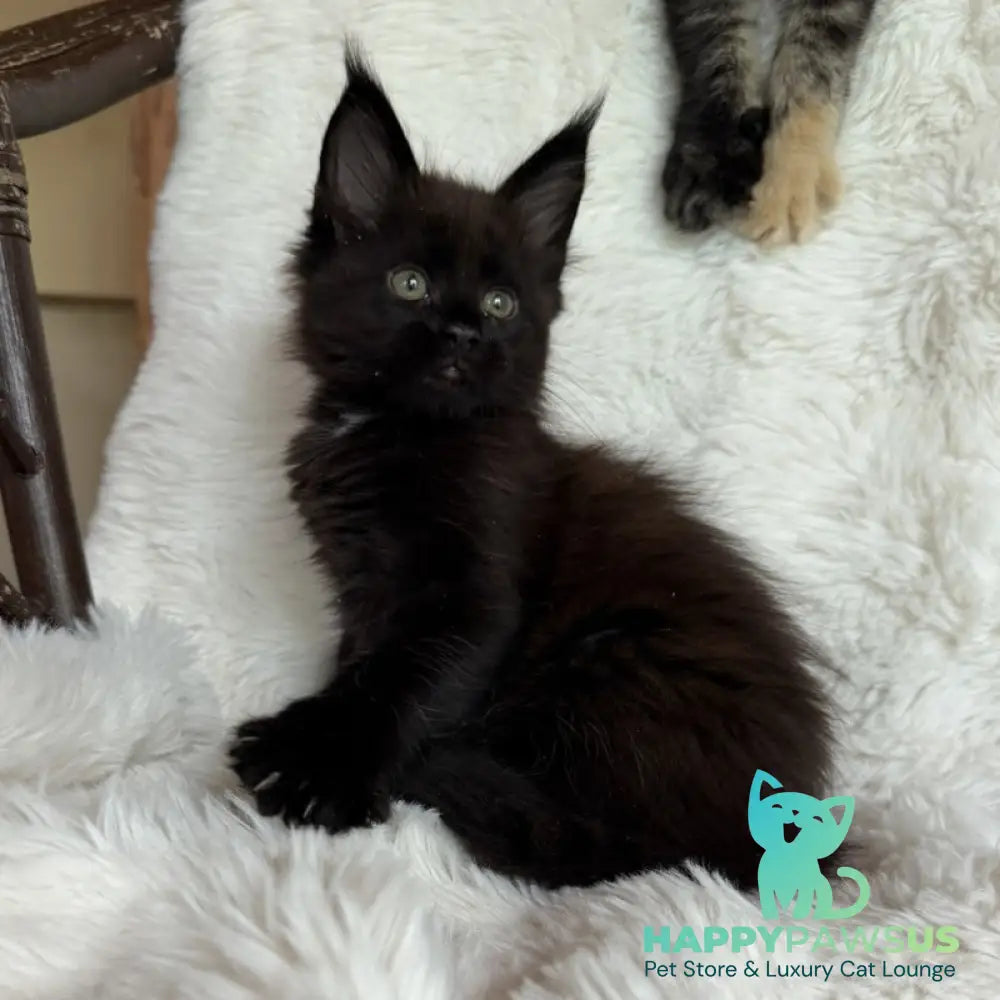 Ulz Maine Coon male black with white - live animals