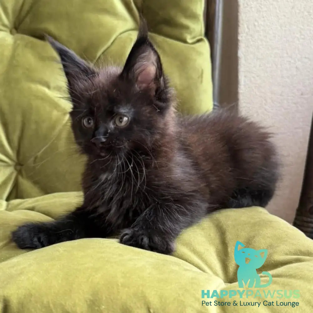 Ulz Maine Coon male black with white - live animals