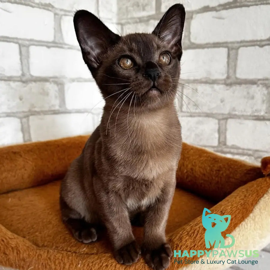 Uma Burmese female black - live animals