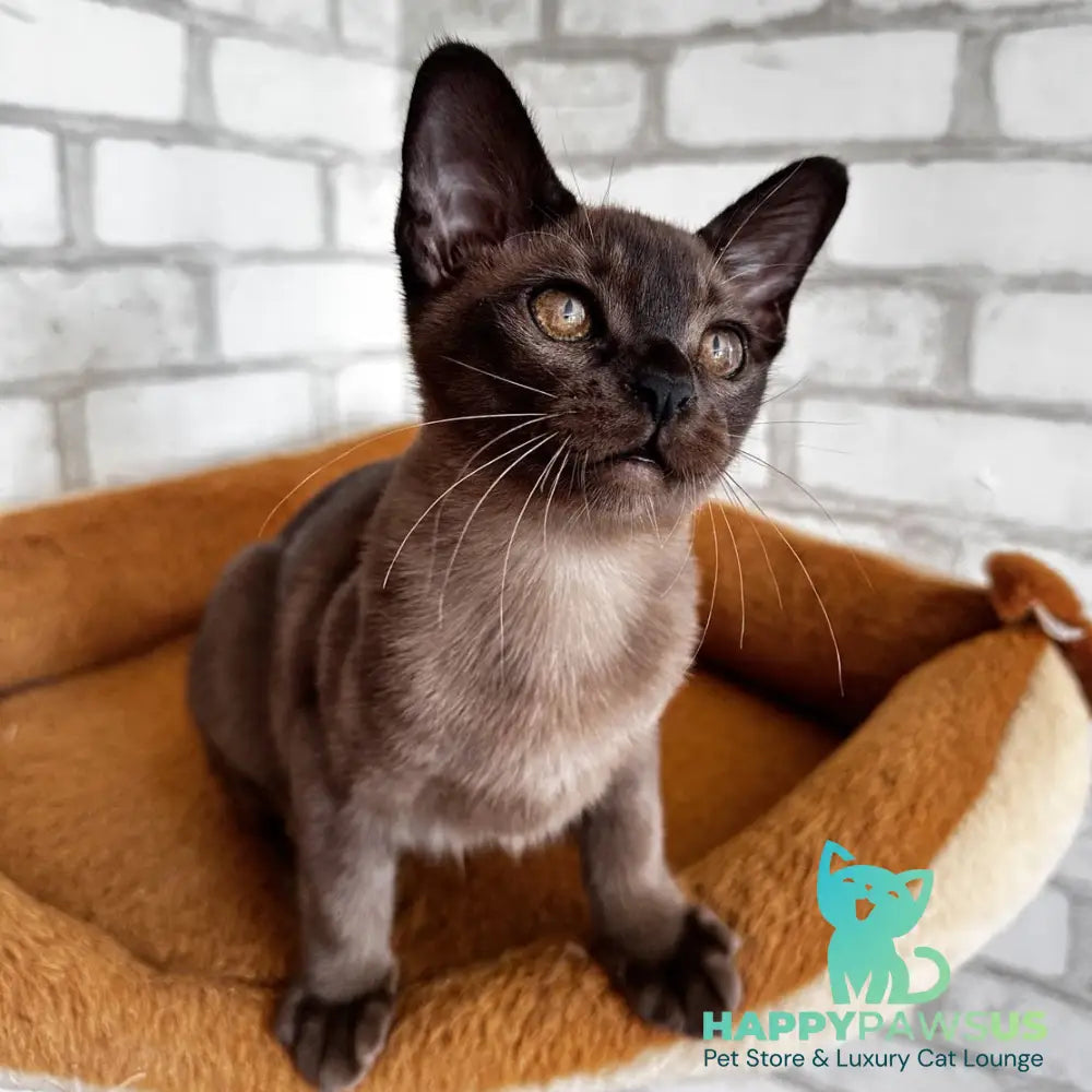 Uma Burmese female black - live animals