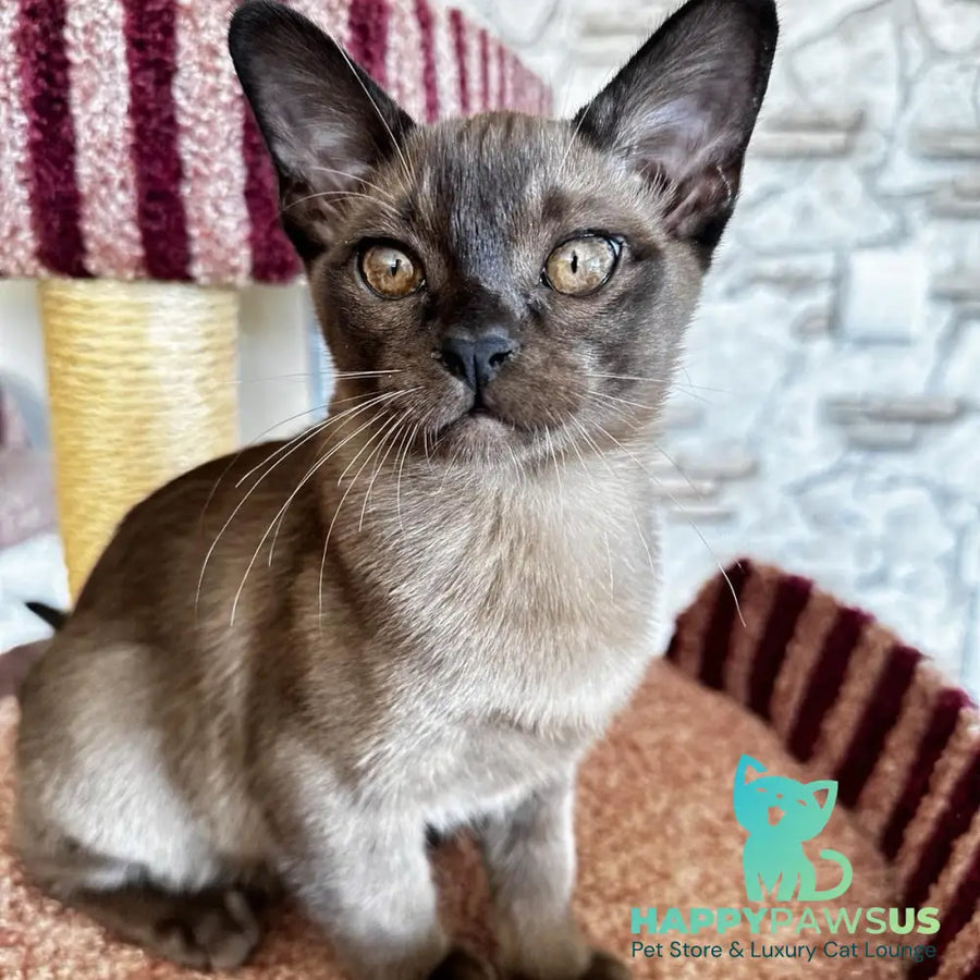 Uma Burmese female black - live animals