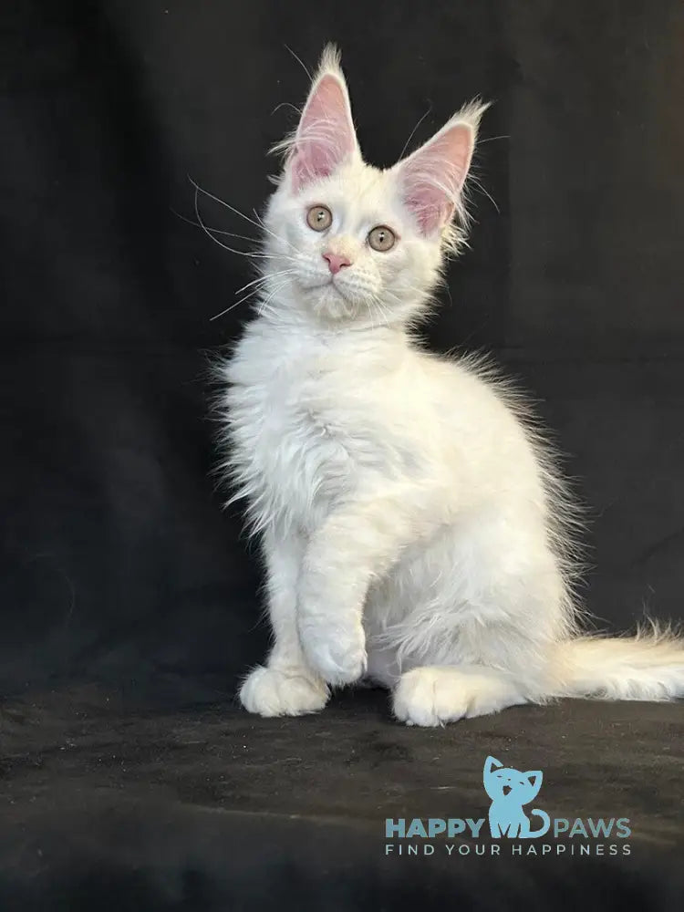 Uma Maine Coon female red silver shaded live animals