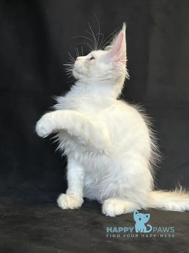 Uma Maine Coon female red silver shaded live animals