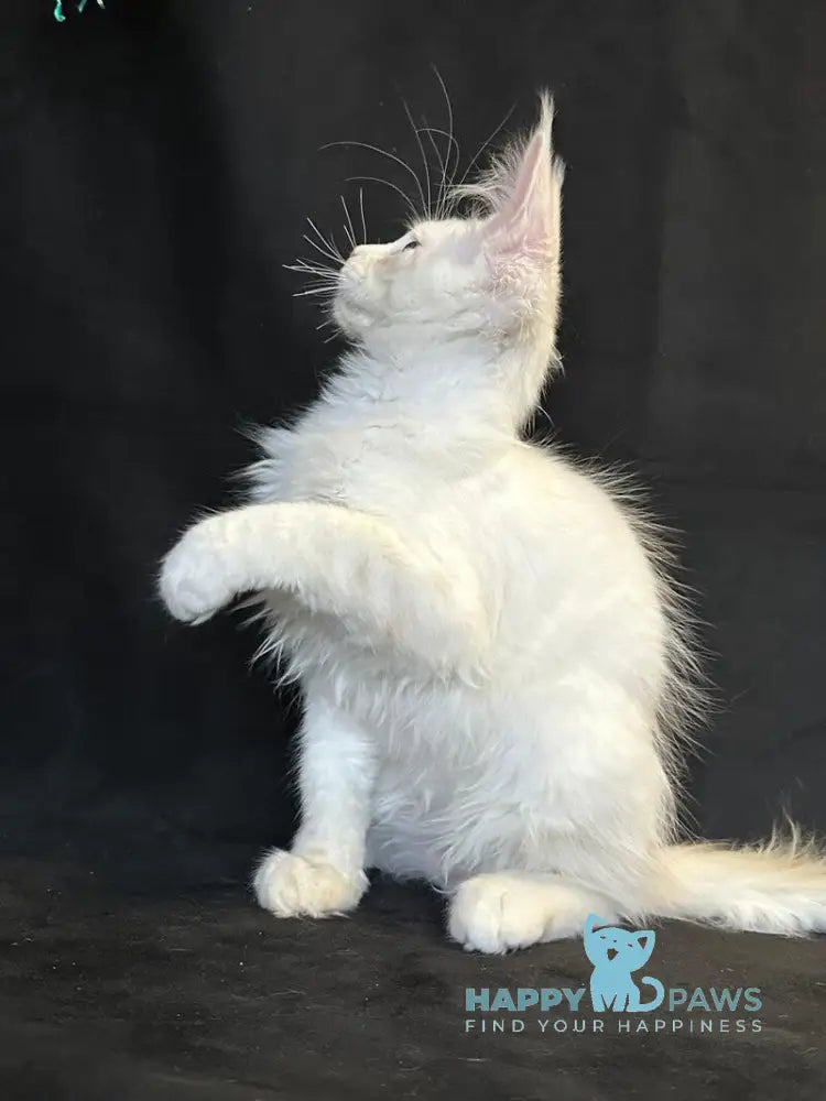 Uma Maine Coon female red silver shaded live animals