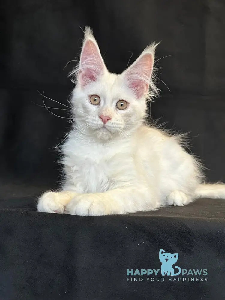 Uma Maine Coon female red silver shaded live animals