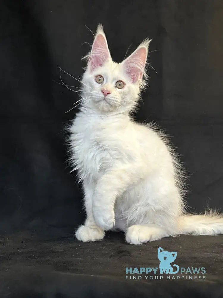 Uma Maine Coon female red silver shaded live animals
