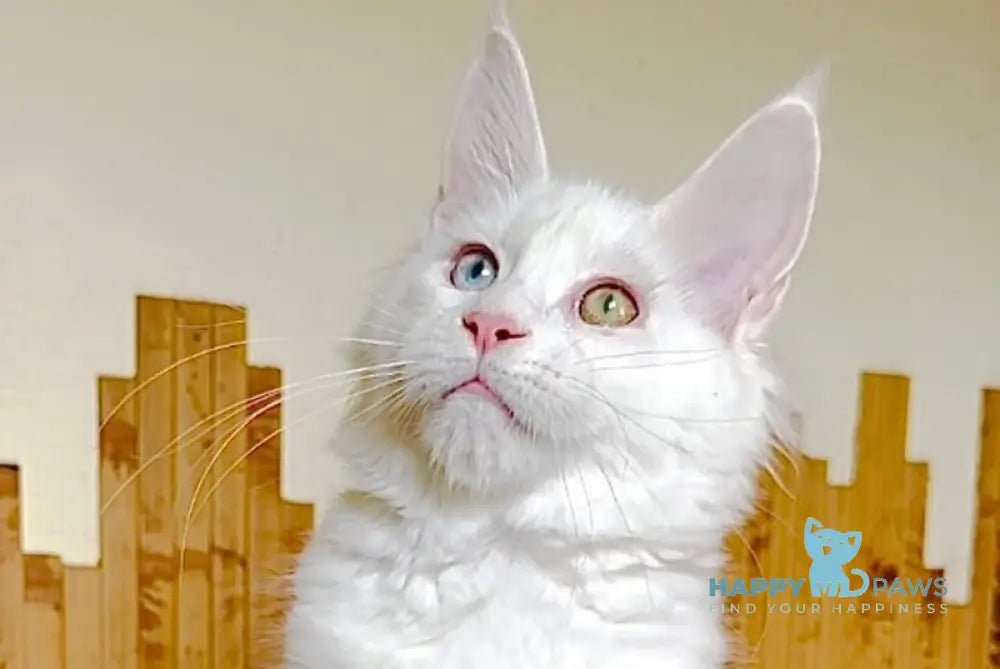 Uma Maine Coon polydactyl female white live animals