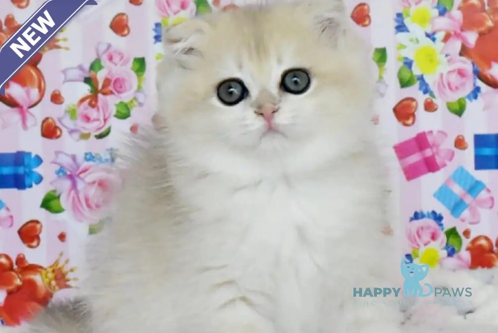 Uma Scottish Fold female blue golden chinchilla live animals