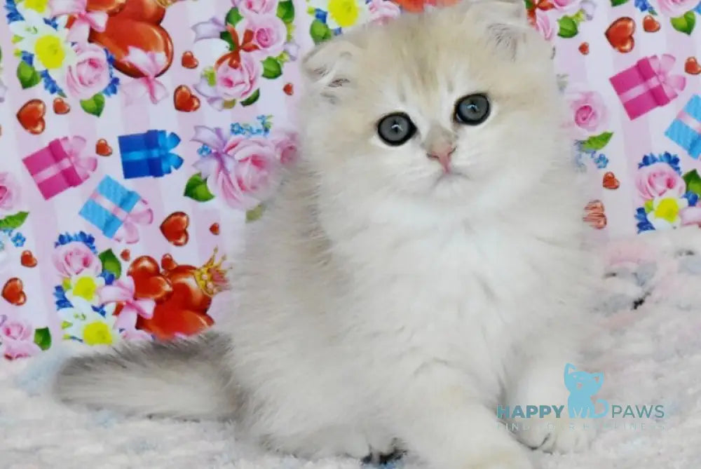 Uma Scottish Fold female blue golden chinchilla live animals