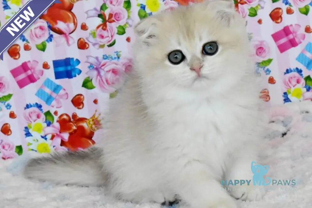 Uma Scottish Fold female blue golden chinchilla live animals