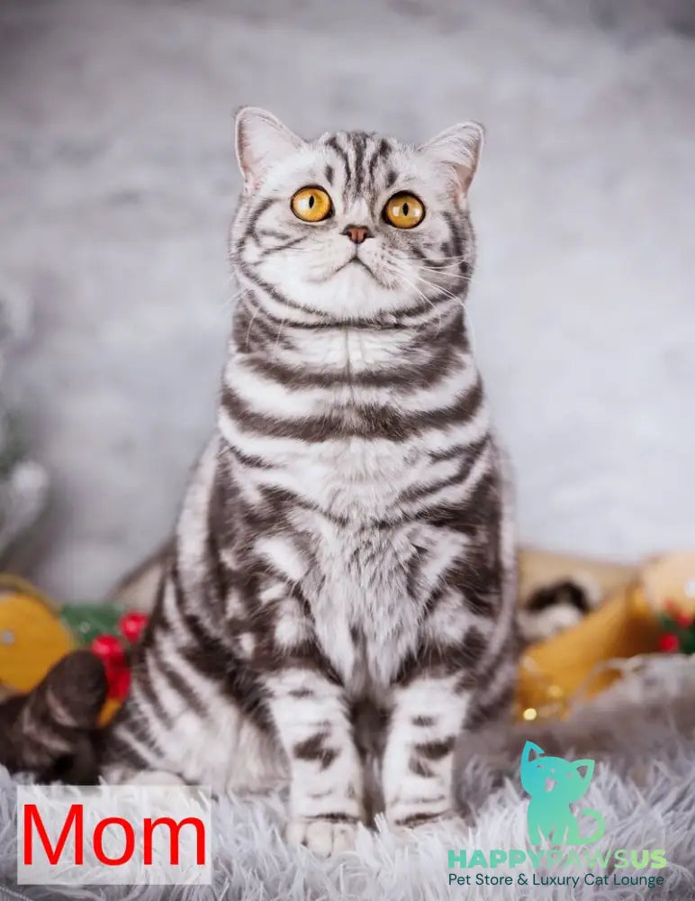 Uma Scottish Straight female black silver spotted tabby - live animals