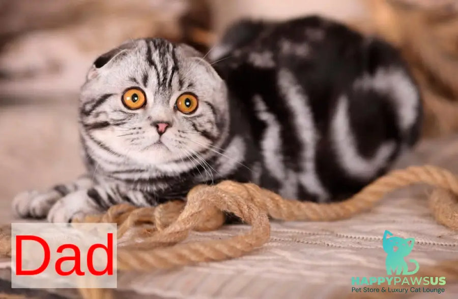 Uma Scottish Straight female black silver spotted tabby - live animals