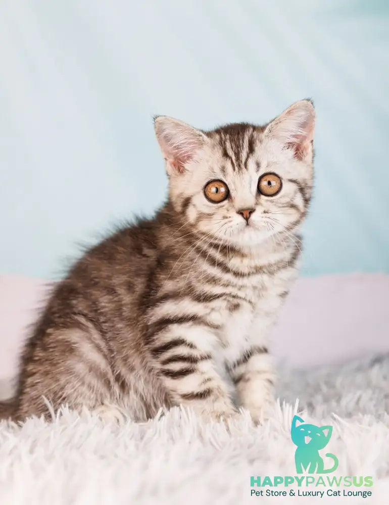 Uma Scottish Straight female black silver spotted tabby - live animals
