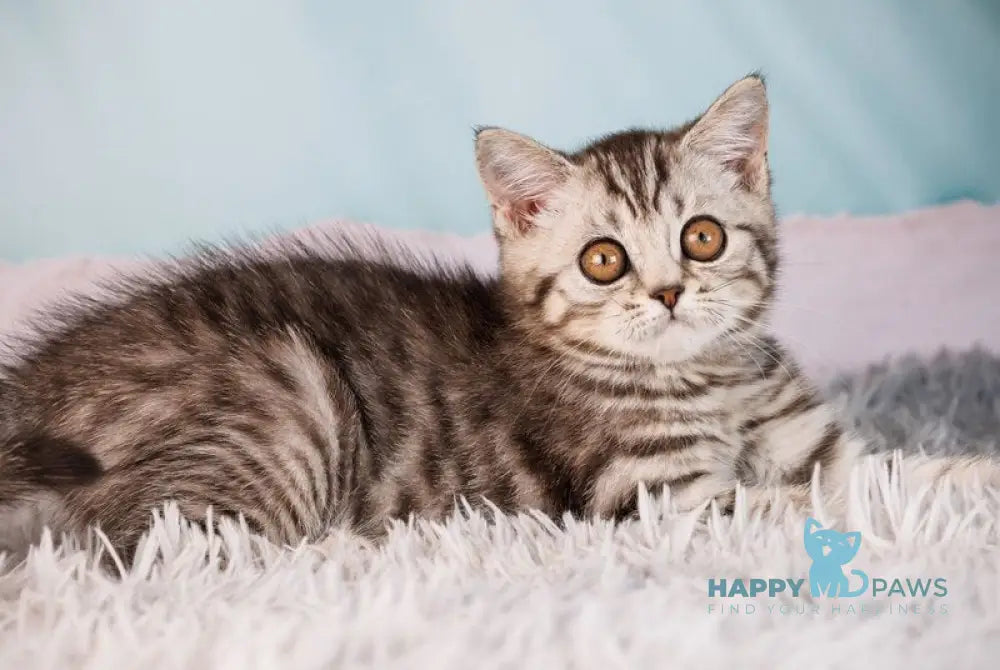 Uma Scottish Straight female black silver spotted tabby - live animals