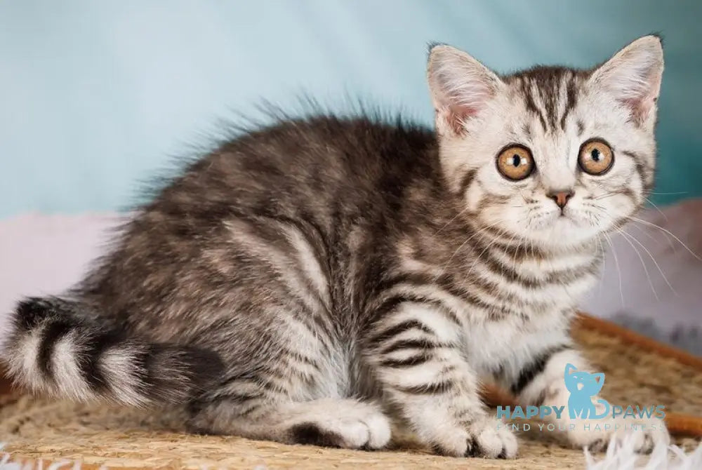 Uma Scottish Straight female black silver spotted tabby - live animals