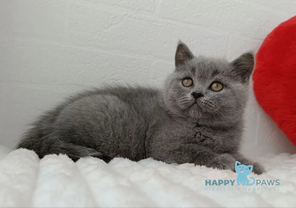 Uma Scottish Straight female blue live animals