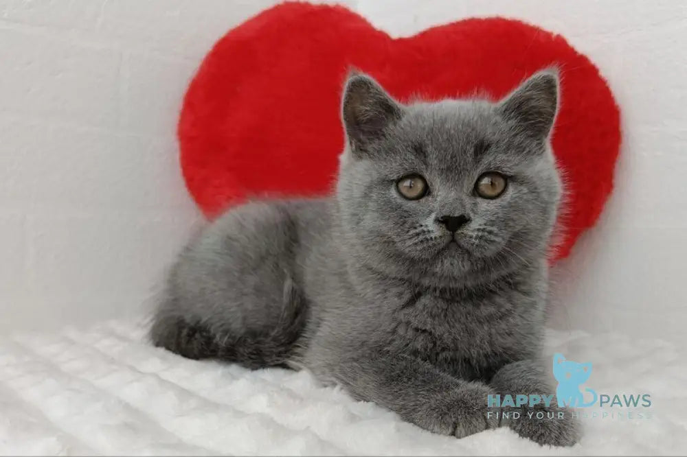 Uma Scottish Straight female blue live animals