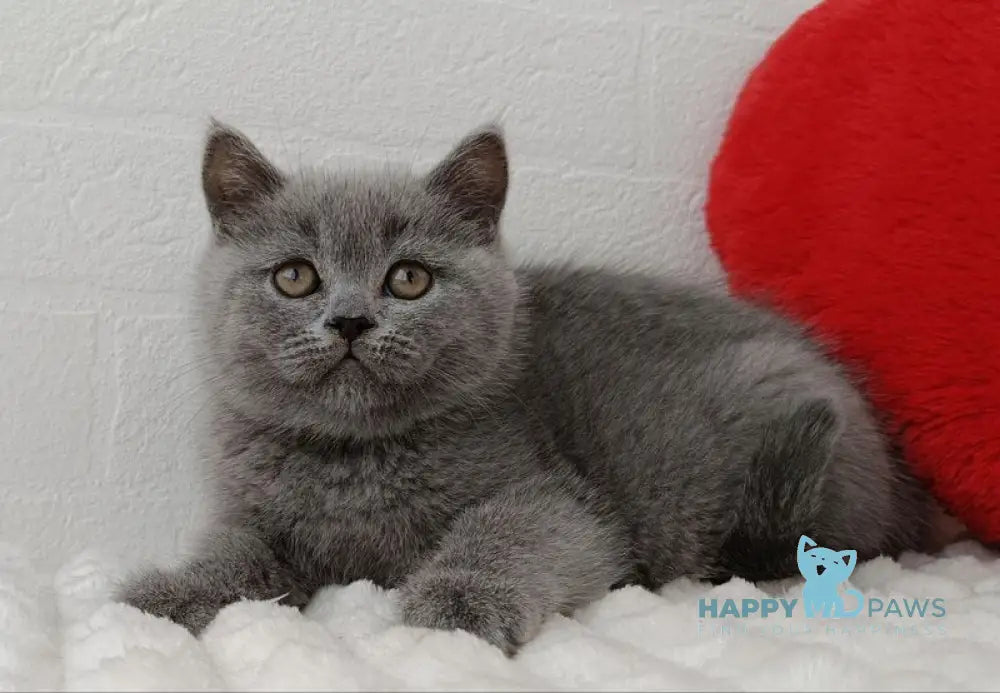 Uma Scottish Straight female blue live animals