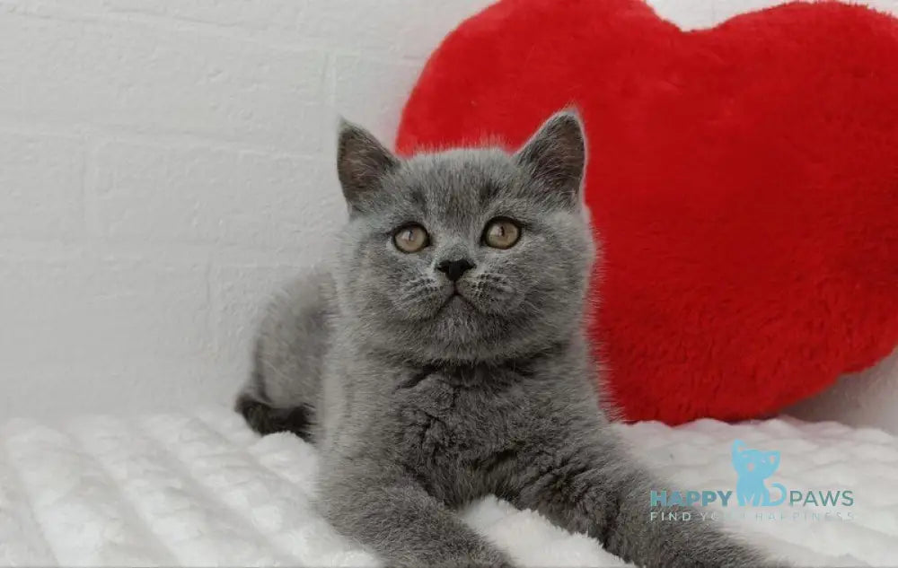 Uma Scottish Straight female blue live animals