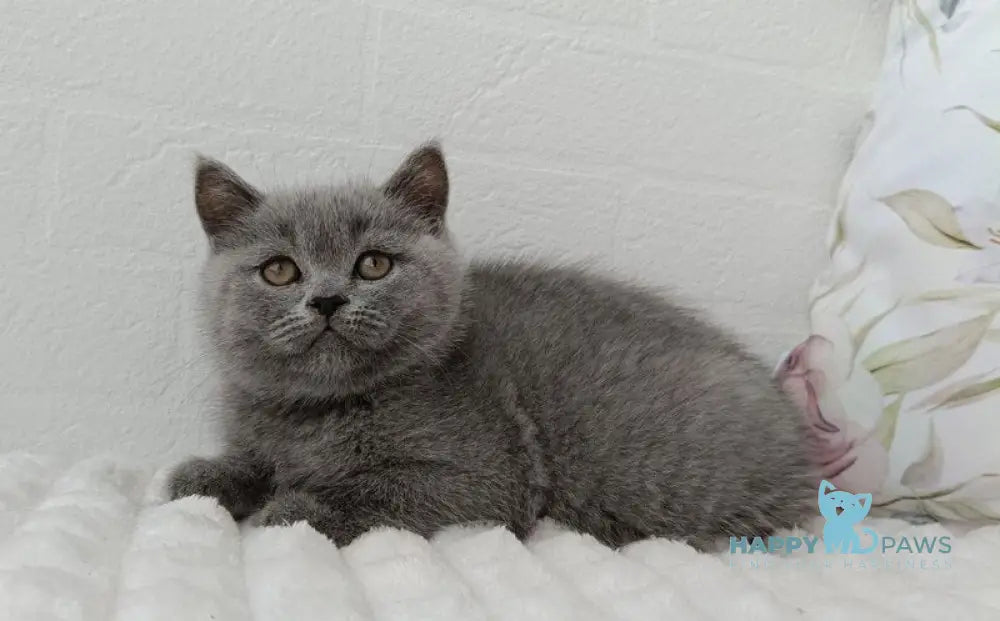 Uma Scottish Straight female blue live animals