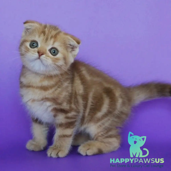 Uman Scottish Fold male cinnamon tabby - live animals