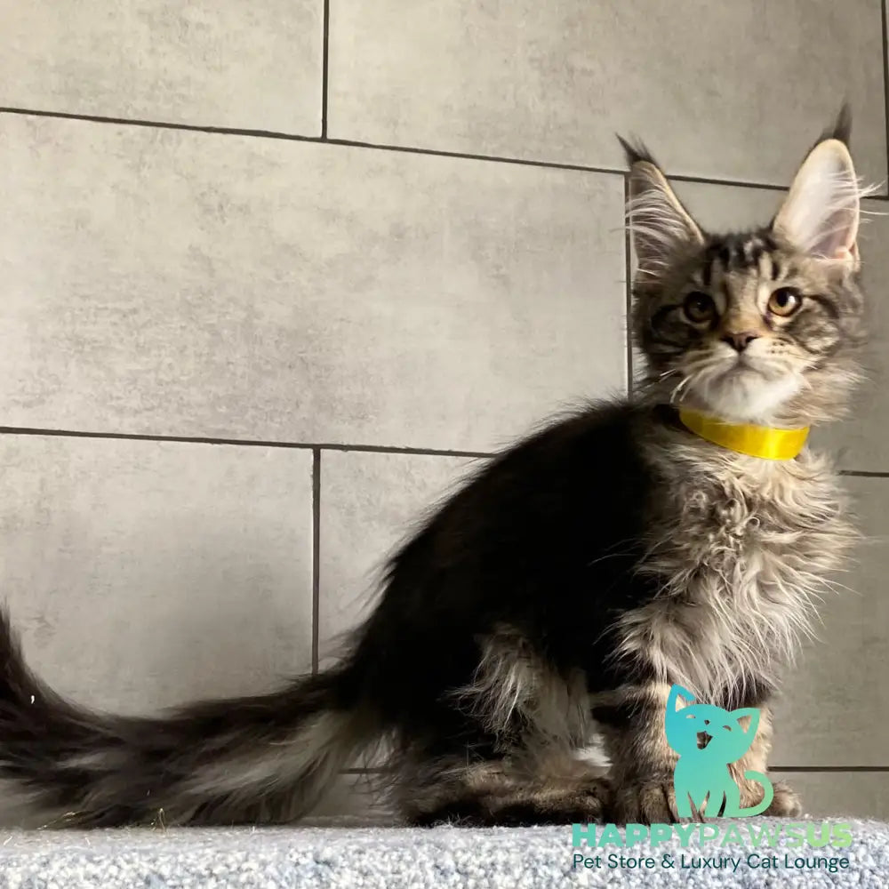Umba Maine Coon female black tabby - live animals