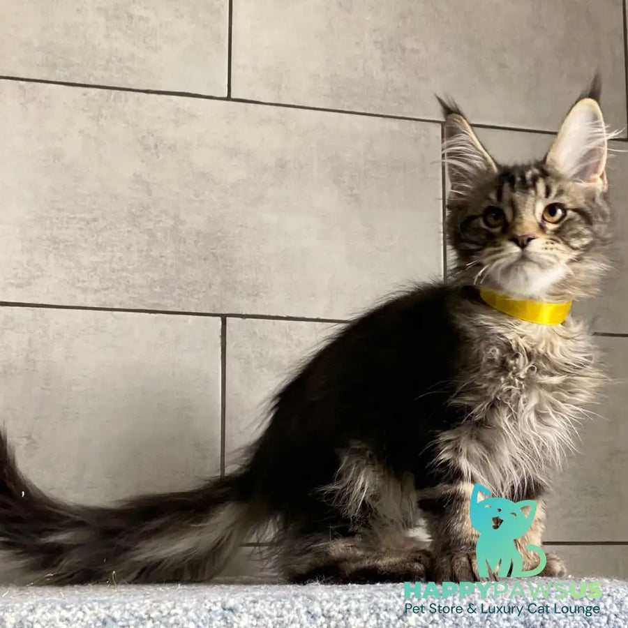 Umba Maine Coon female black tabby - live animals