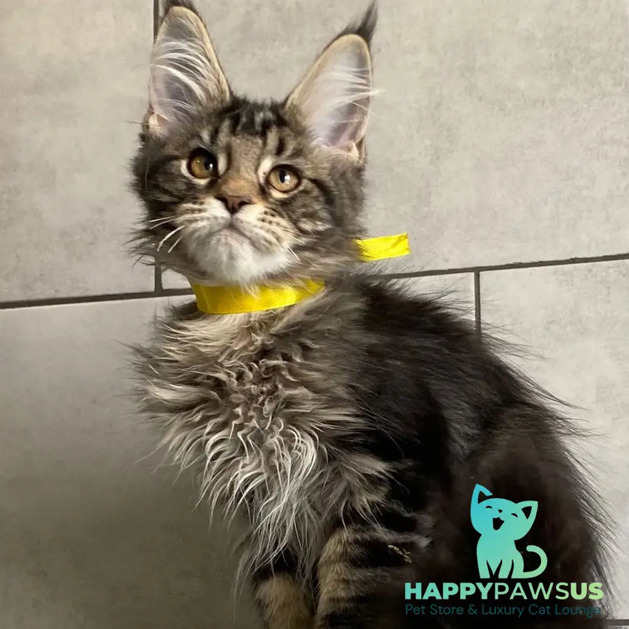 Umba Maine Coon female black tabby - live animals