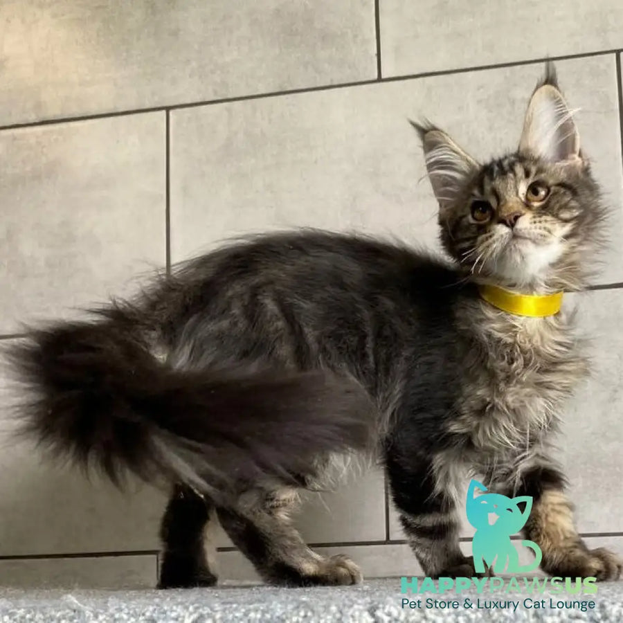 Umba Maine Coon female black tabby - live animals