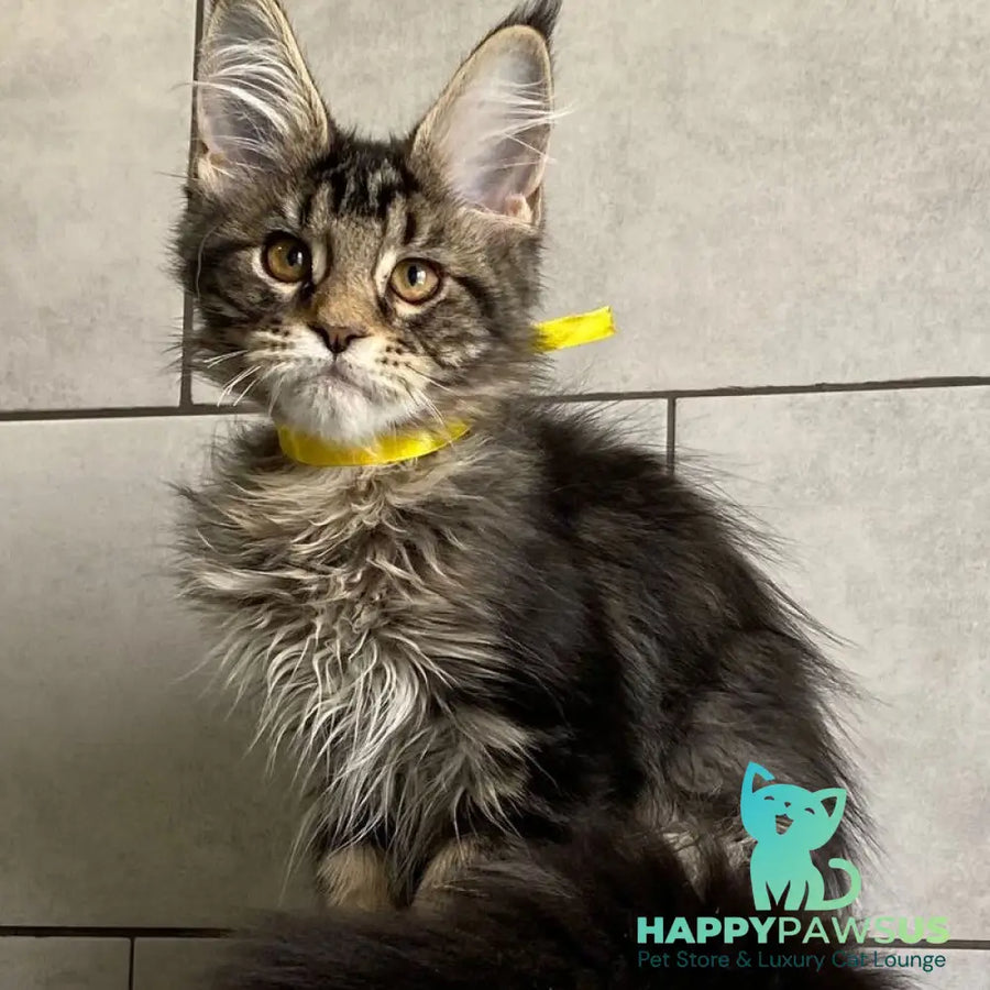 Umba Maine Coon female black tabby - live animals