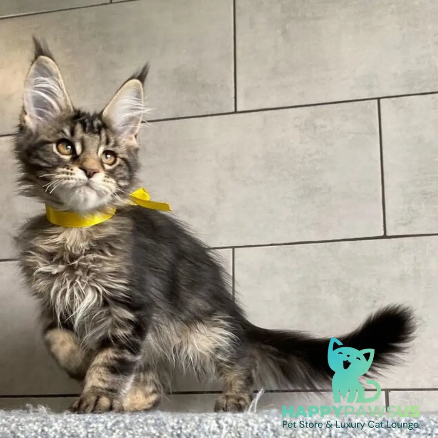 Umba Maine Coon female black tabby - live animals