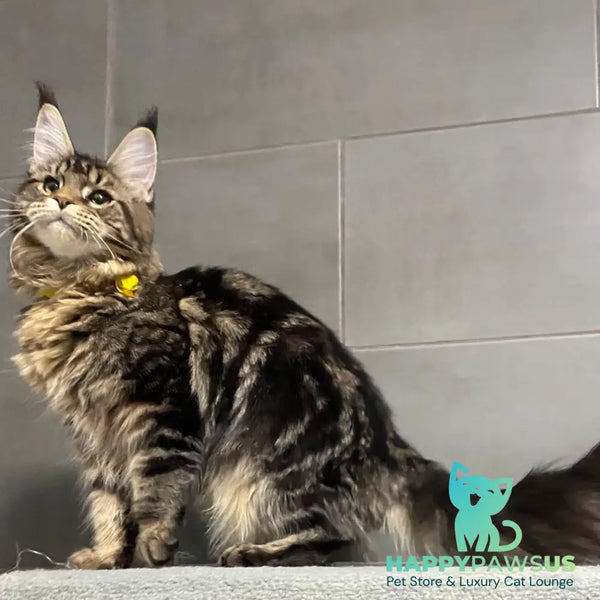 Umba Maine Coon female black tabby - live animals