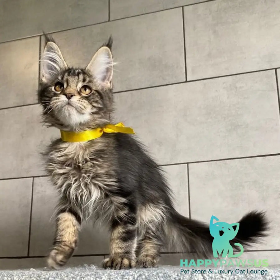 Umba Maine Coon female black tabby - live animals