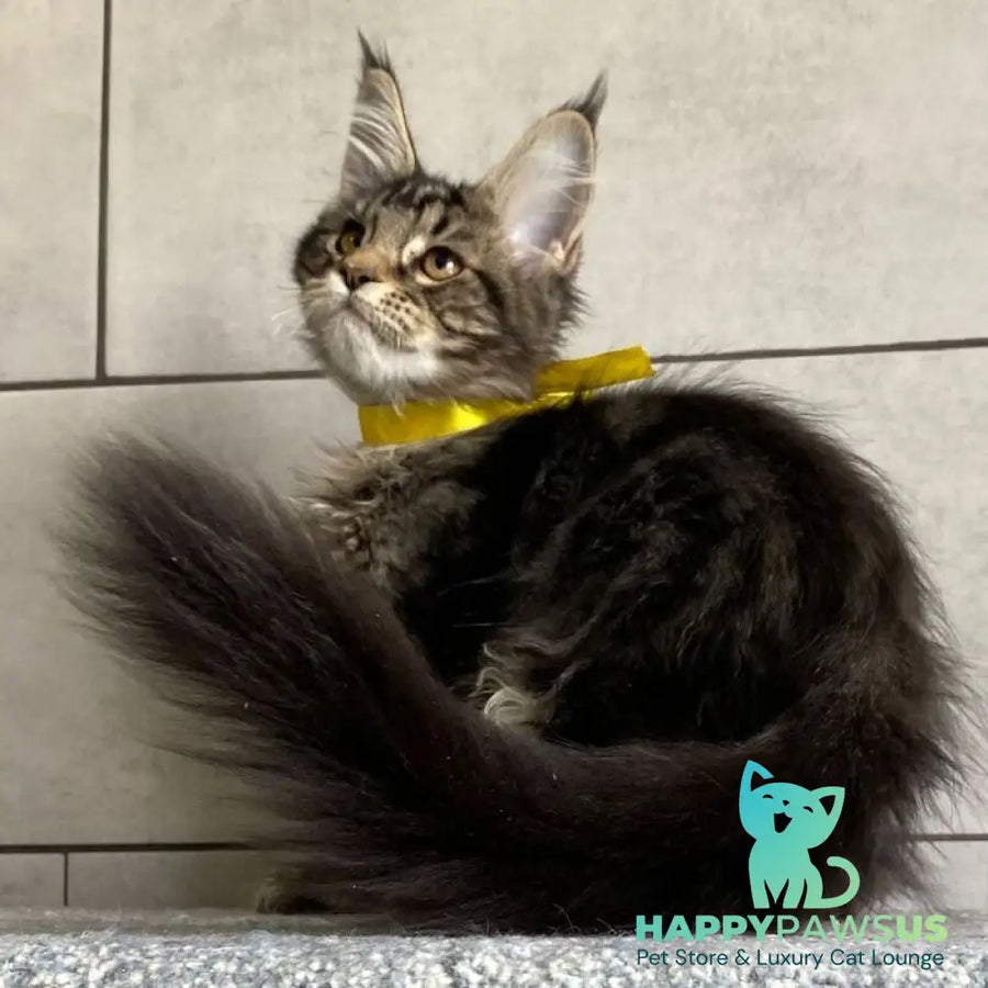 Umba Maine Coon female black tabby - live animals