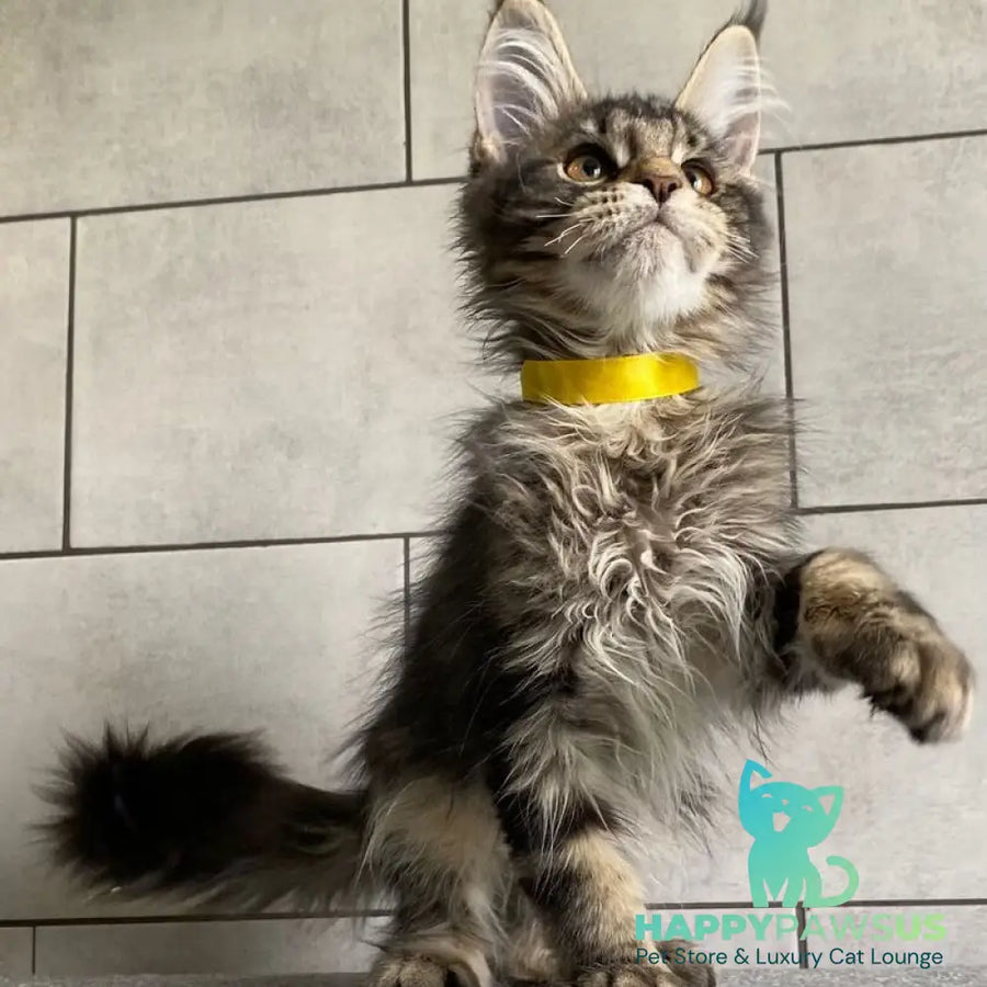 Umba Maine Coon female black tabby - live animals